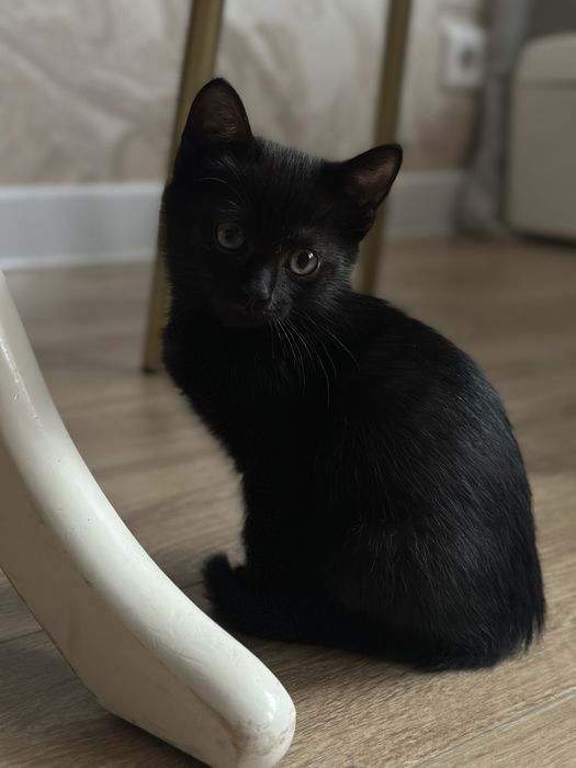 Котята девочки в
