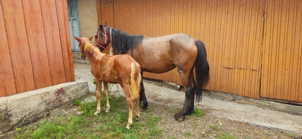 Продам кобылу с жеребенком