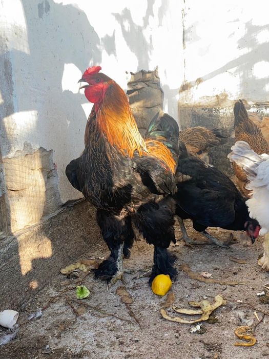 Продам семейку курей