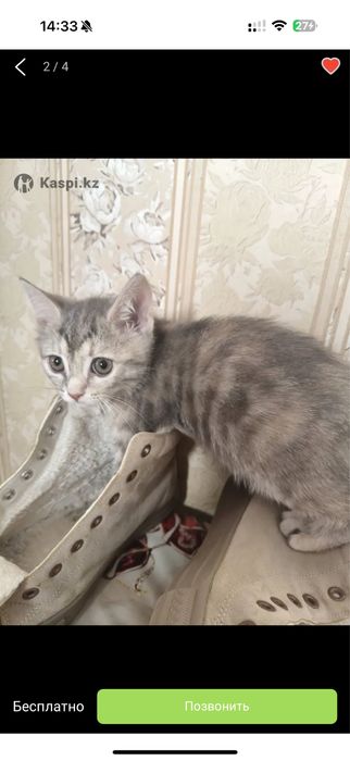 Кошка котенок котята