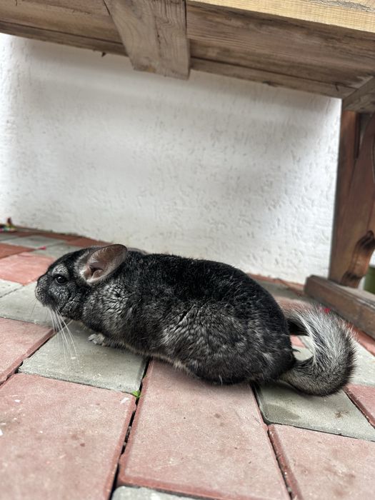 Vand sinsila mascul si femela