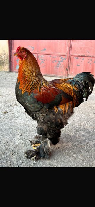 Vand familie brahma potarnichiu 2025