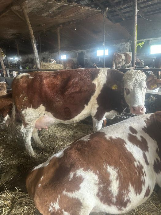 Juninci de vânzare!