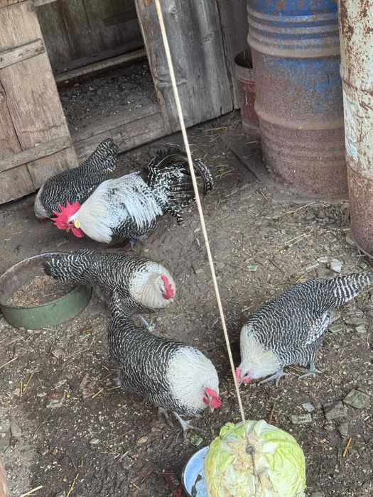 Oua Brakel de vanzare