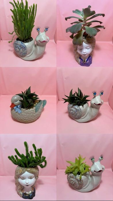 Композиции из суккулентов