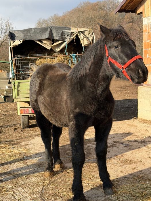 Vând Manza de 6 luni