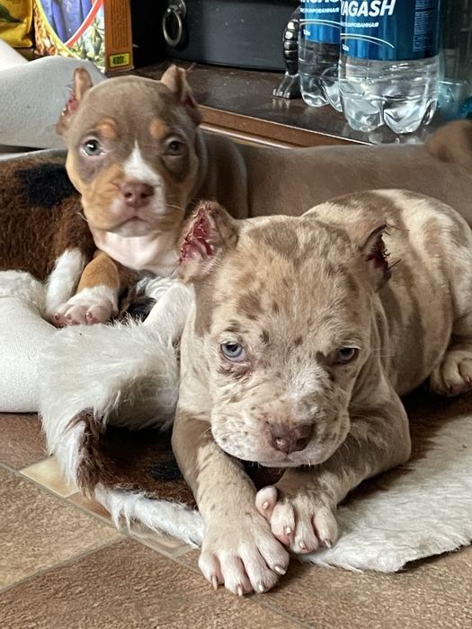 Американский булли