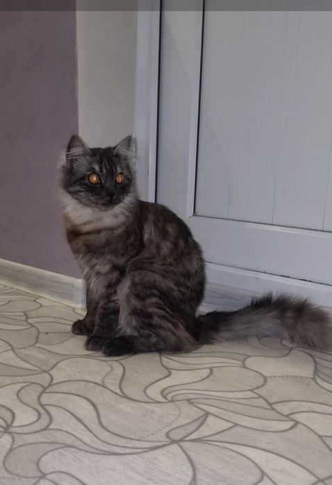 Граф ищет дом. Доставлю!