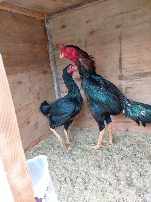 Katta xuruz sotiladi