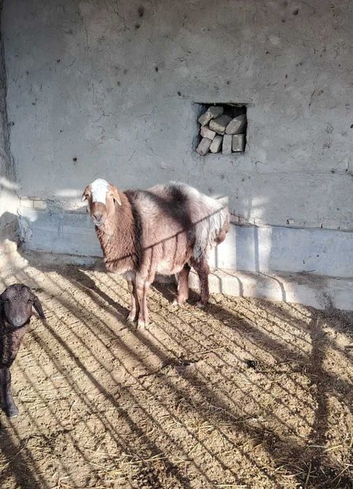 Qo'y sotiladi yeb ochish joyida