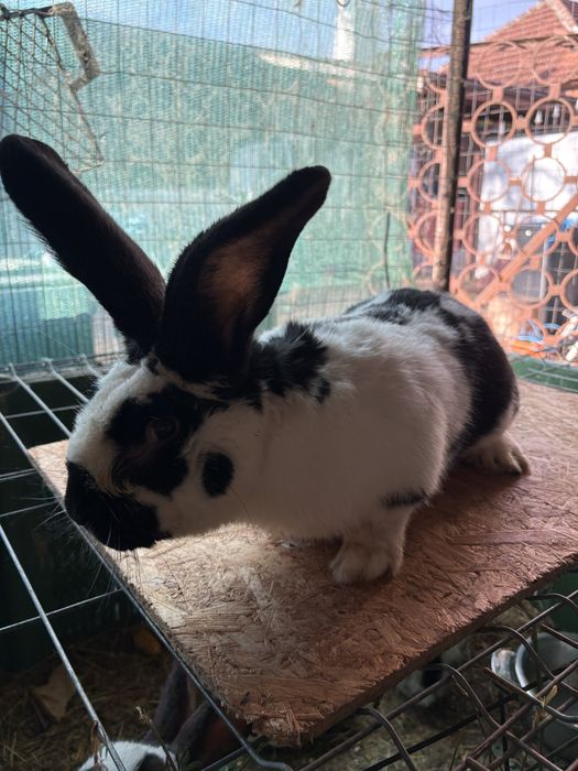 vand mascul fluture german