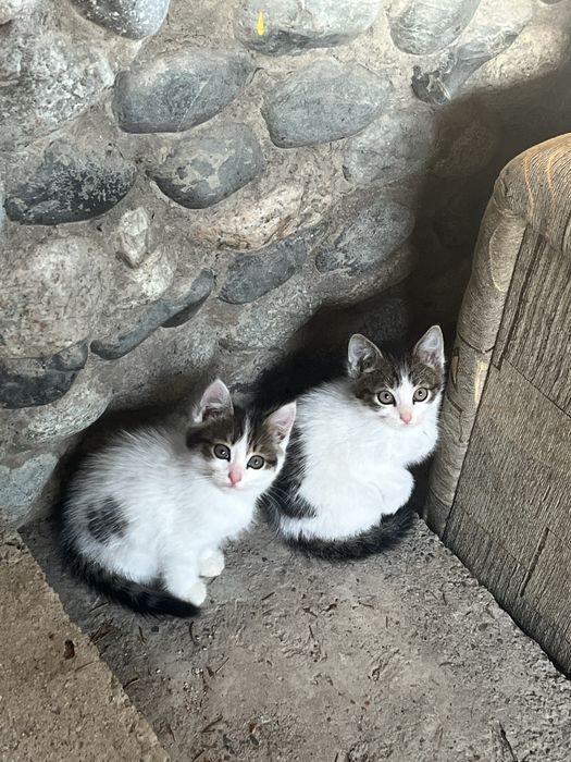 Отдам котят в добрые руки
