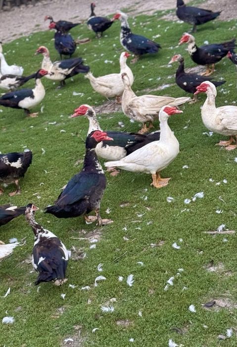 Vand rate/ratoi  mute