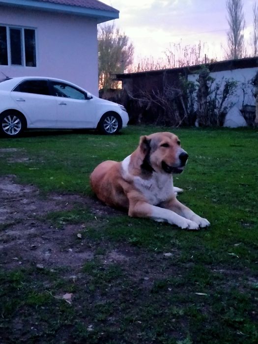 Төбет күшіктер сатылады