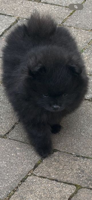 Vând pomeranian băiețel  mini