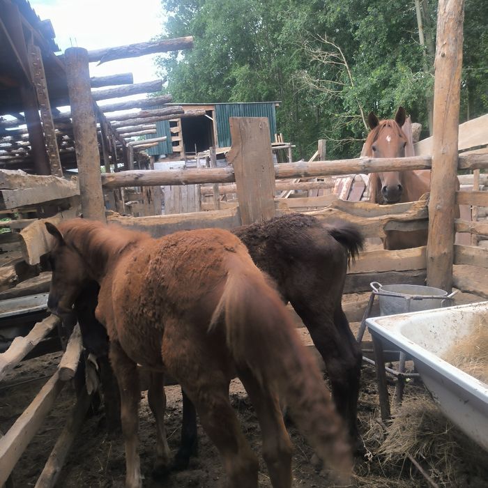 Құлындар сатылады