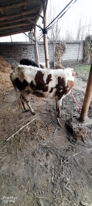 Gunojin sotladi soglom yeb ichishi zor