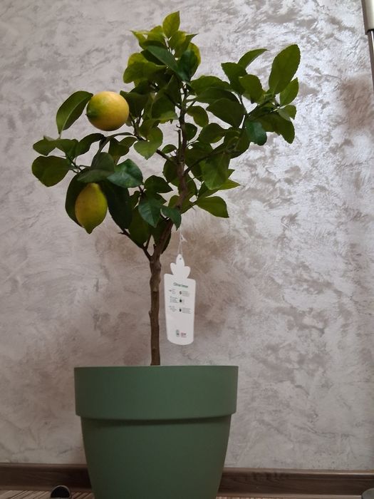 Lamai altoit 70-80 cm