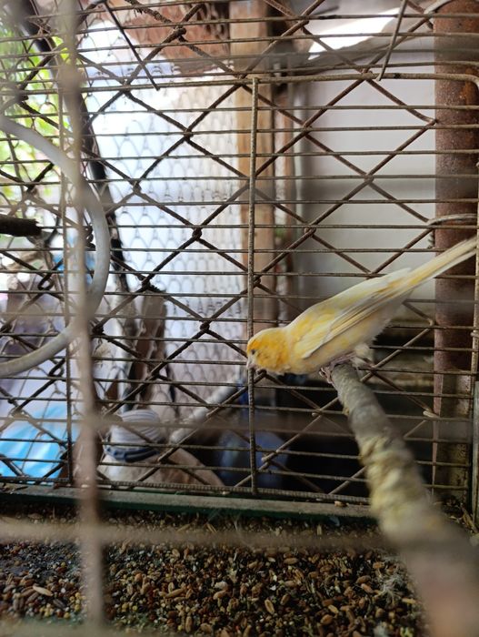 Золотой Себрайт японский