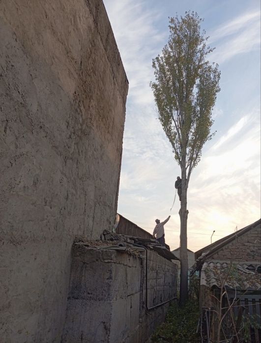 Спил деревьев Обрезка дерево