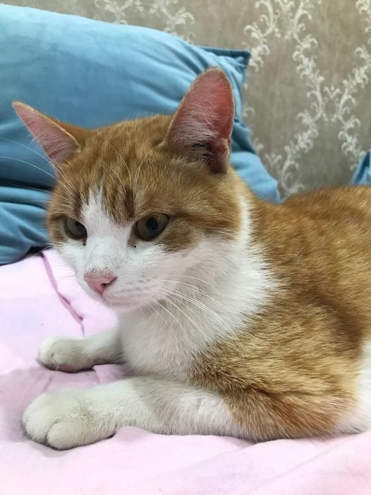 отдам в хорошие руки кота