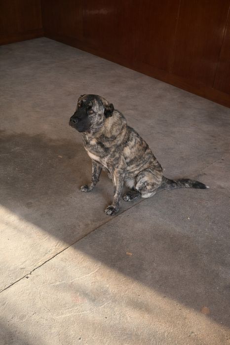 Собака в поисках дома