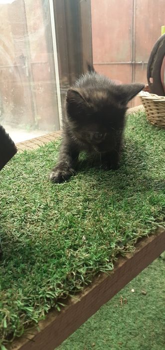 Pisicute pt adoptie