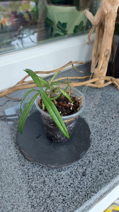 Хоя различни видове