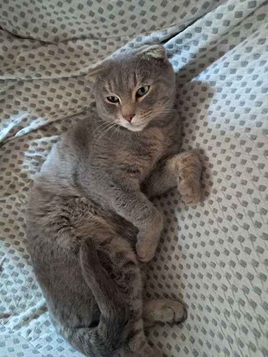 Британский кот с комплектом