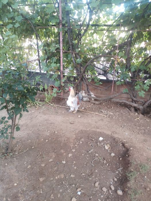 Păsări de anu acesta de vinzare