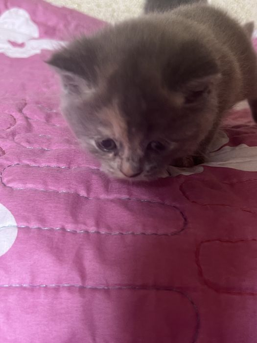 Котёнок Mushukcha