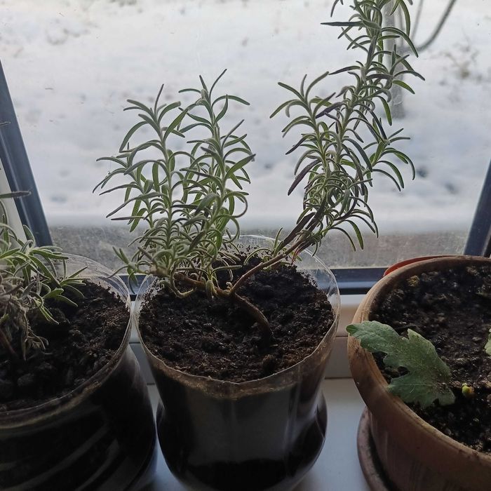 Розмарин домашний