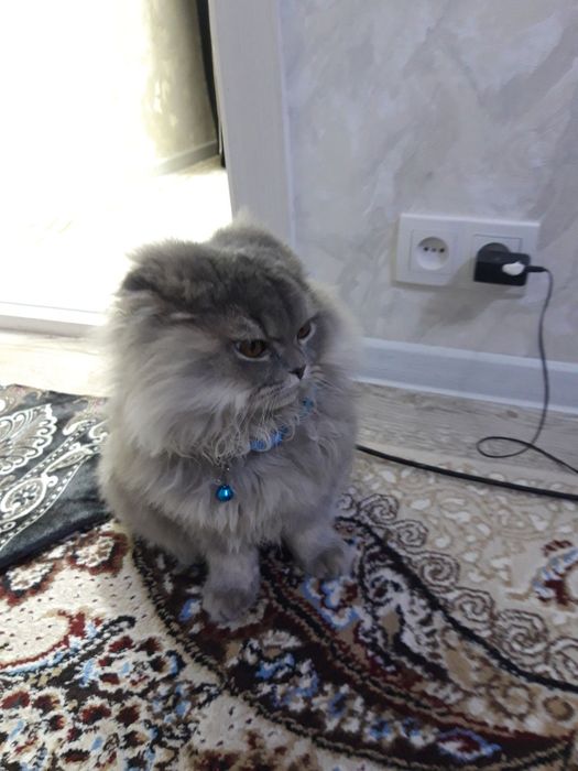 Сотилади  мушук домашний