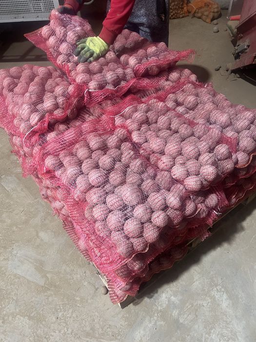 Cartofi de Calitate albi si rosii 50 +  de la Producator