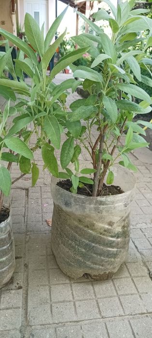 Продавам алое,салвия,евонимус,чашкодрян и делосперма