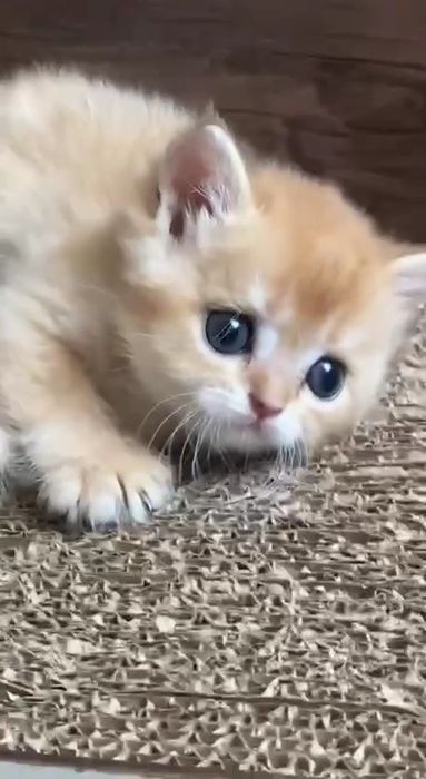 Zalatistiy shinshila Bri ny12lar sotuvda