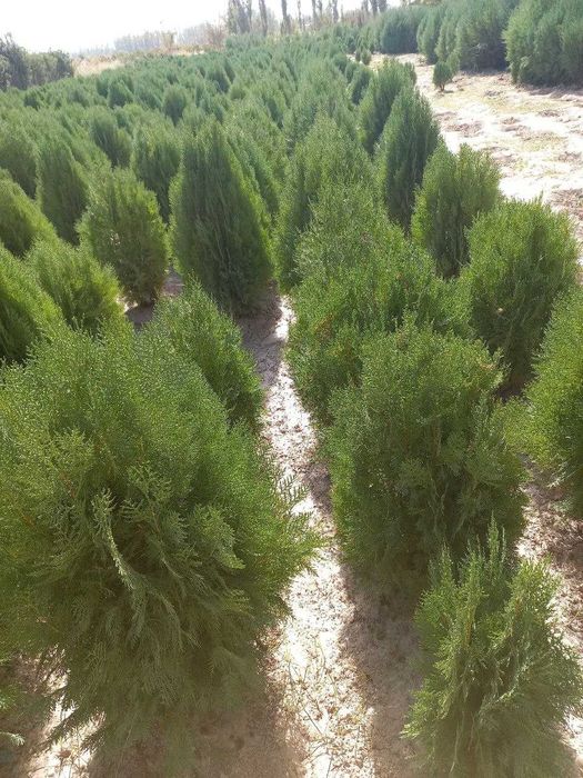 Туя навли арчалар