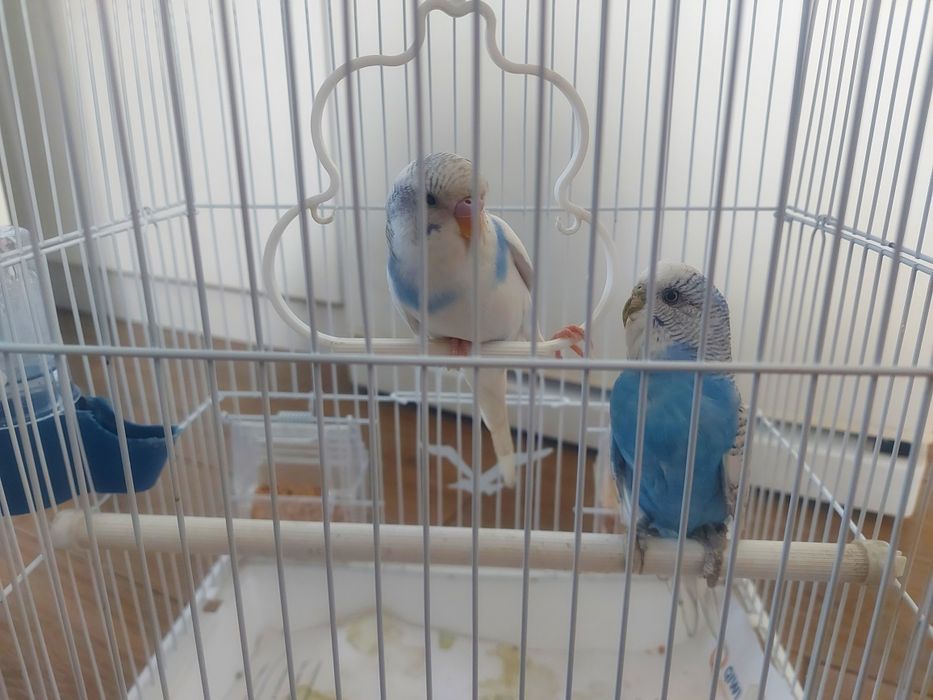 Волнистый попугай пара