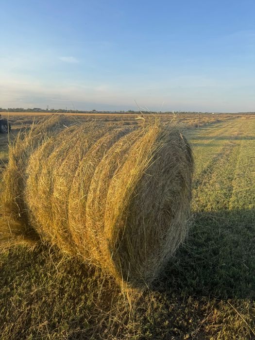 Продам сено в рулонах