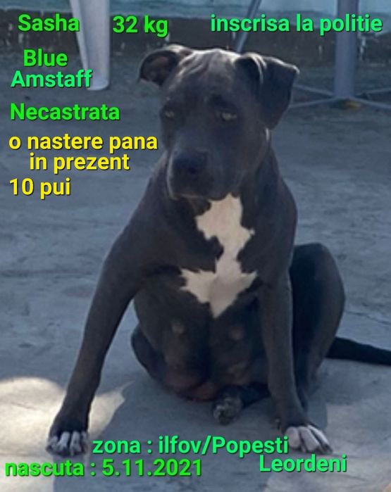 Fata blue Amstaff