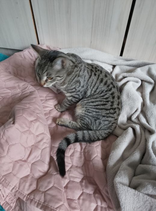 Домашно мъжко коте на 7 м.