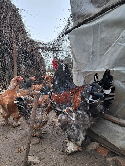 Oua si găini brahma portelan
