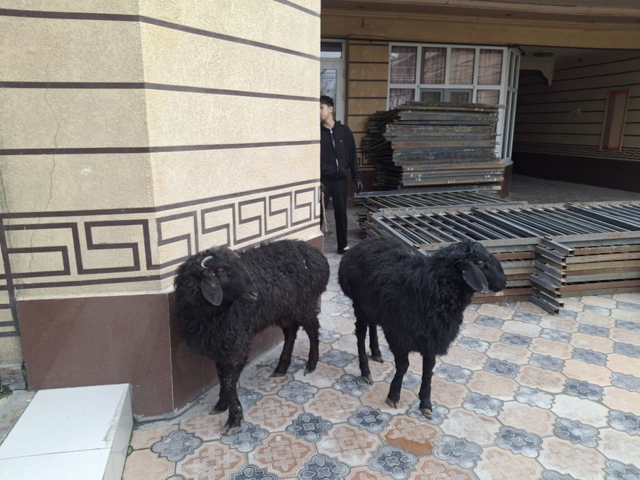 Еркек Тоқтылар бар семиз