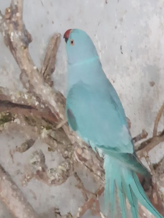 Продавам папагали