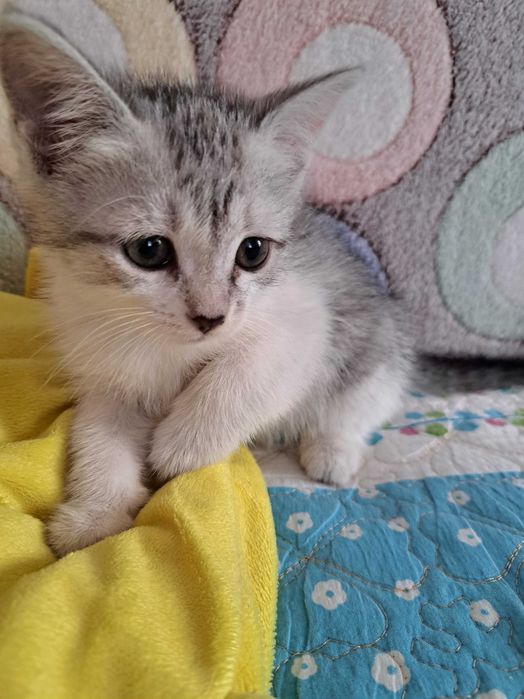 Отдам котят в добрые руки