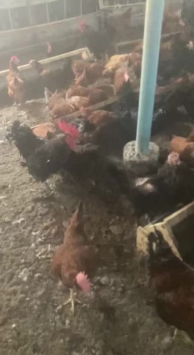 Qora qizil ok rangli xonaki uy tovuqlari sotiladi abyom va donaga