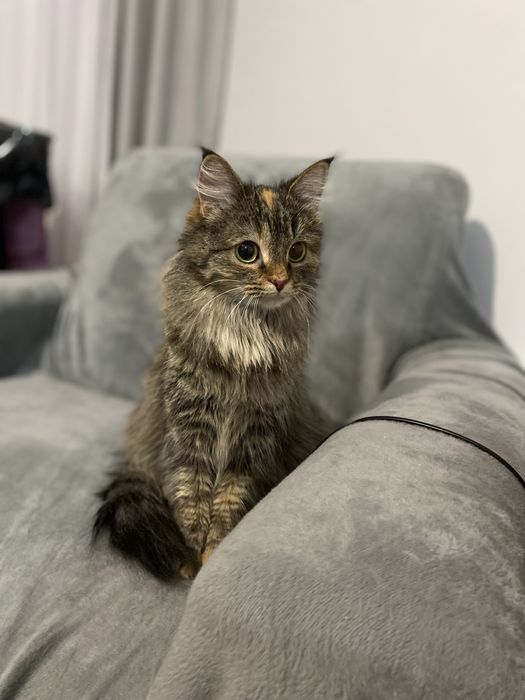 Брошенка ищет дом