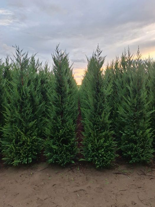 Chiparos leylandii  100 ron