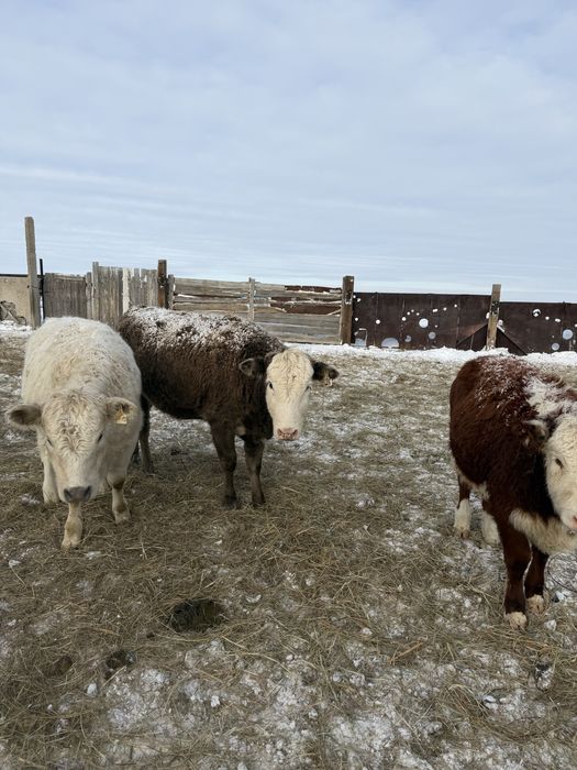 Продается крс ангус аулиеколь