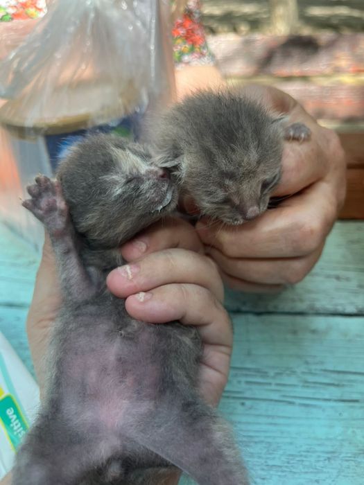 Отдам котят , мама пропала (((